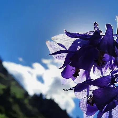 Le Cocon Louis 66 Mont-Louis