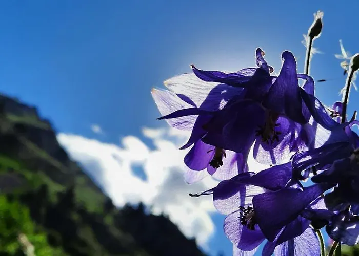 Le Cocon Louis 66 Mont-Louis